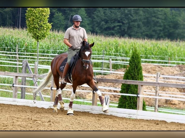 Pinto Klacz 8 lat 165 cm Srokata in St Marein bei Graz