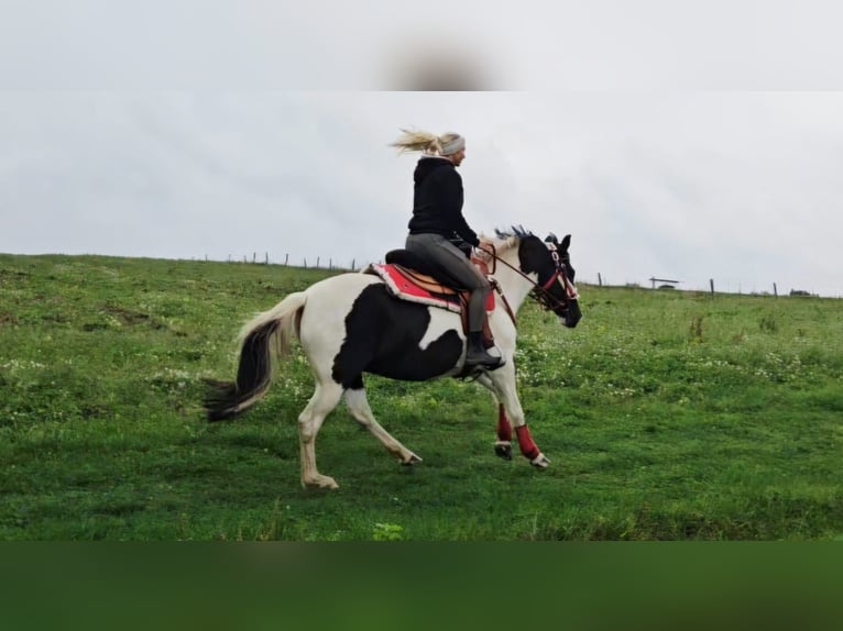 Pinto Klacz 8 lat Srokata in Linkenbach