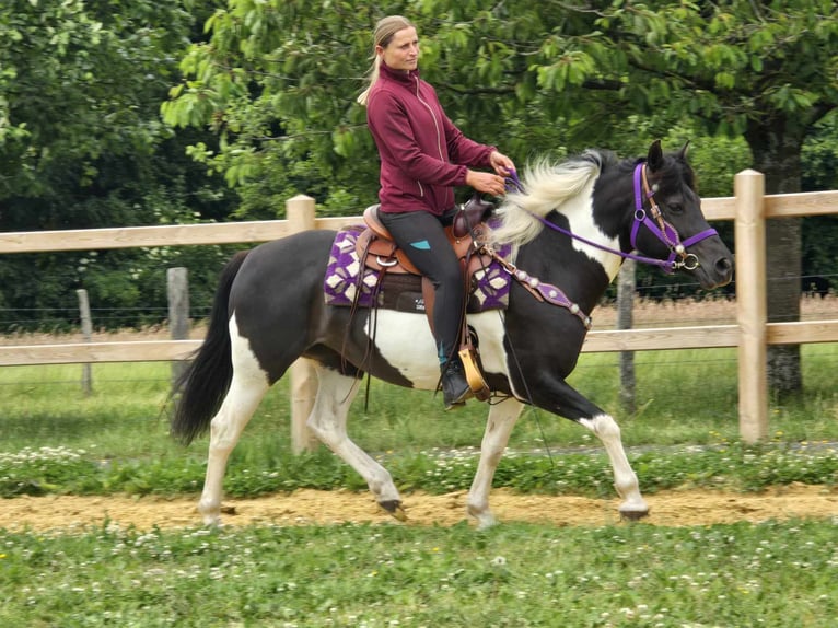 Pinto Klacz 9 lat 145 cm Siwa in Linkenbach