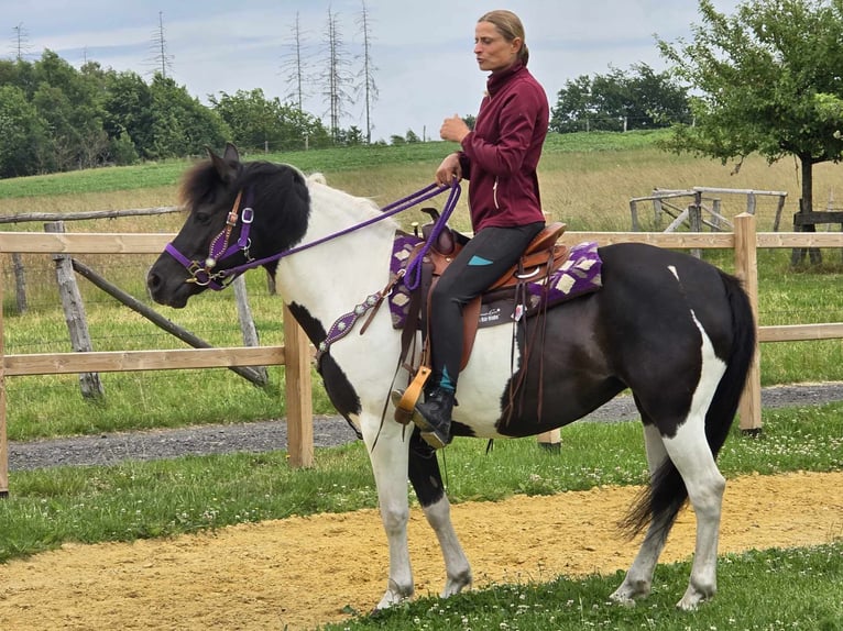 Pinto Klacz 9 lat 145 cm Siwa in Linkenbach