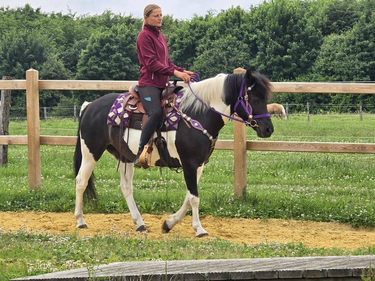 Pinto Klacz 9 lat 145 cm Siwa in Linkenbach