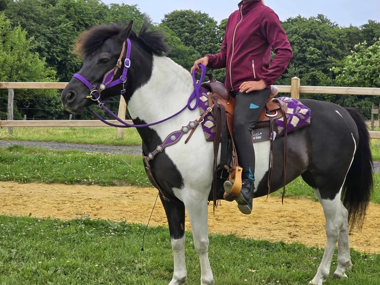 Pinto Klacz 9 lat 145 cm Siwa in Linkenbach