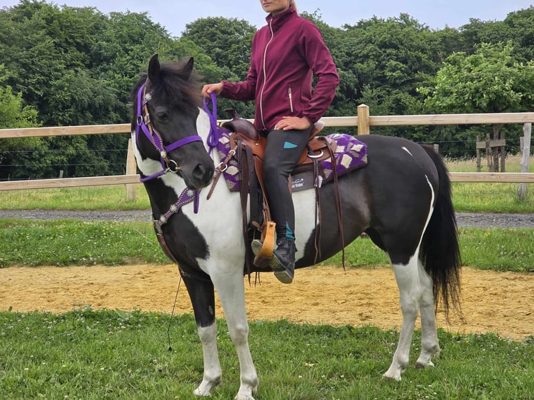 Pinto Klacz 9 lat 145 cm Siwa in Linkenbach