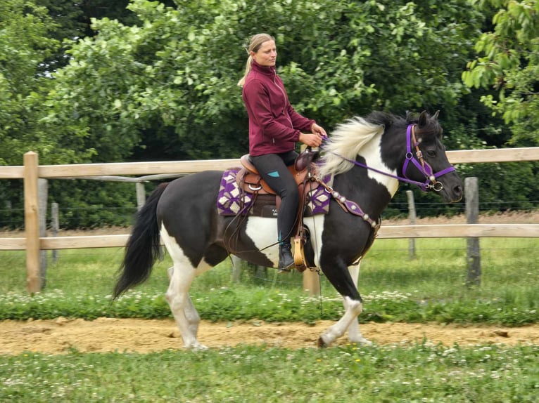 Pinto Klacz 9 lat 145 cm Siwa in Linkenbach