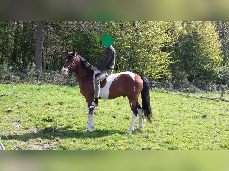 Pinto Ogier 15 lat 153 cm Tobiano wszelkich maści in Gavere