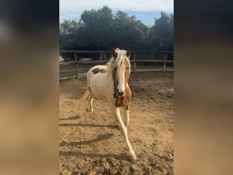 Pinto Mix Ogier 19 lat 163 cm Srokata in Gares/ puente la reina