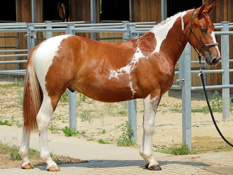 Pinto Mix Ogier 1 Rok 140 cm Srokata in Pér