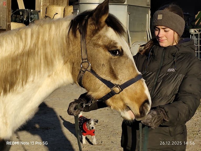 Pinto Mix Ogier 1 Rok 152 cm Tobiano wszelkich maści in Buchen (Odenwald)