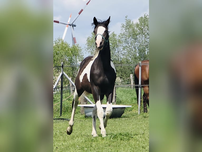 Pinto Mix Ogier 1 Rok 168 cm Srokata in Jürgenshagen