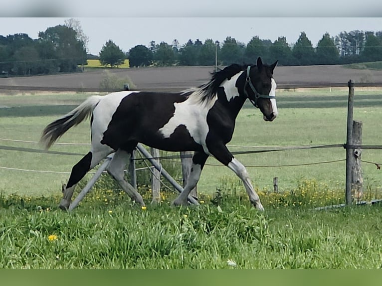 Pinto Mix Ogier 1 Rok 168 cm Srokata in Jürgenshagen