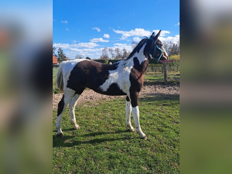 Pinto Mix Ogier 1 Rok 170 cm Srokata in Jürgenshagen