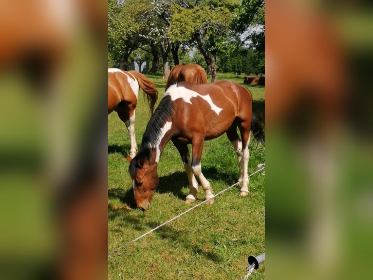 Pinto Ogier 2 lat 160 cm Tobiano wszelkich maści in Berlingerode