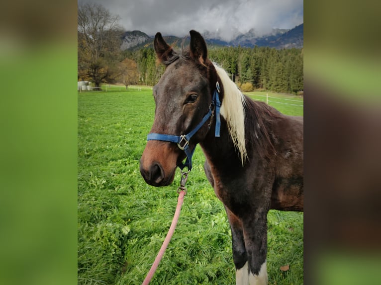 Pinto Ogier 3 lat 155 cm Srokata in Thaur