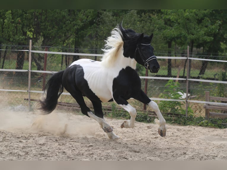 Pinto Mix Ogier 3 lat 162 cm Srokata in Abda
