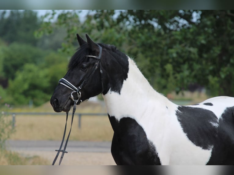 Pinto Mix Ogier 3 lat 162 cm Srokata in Abda