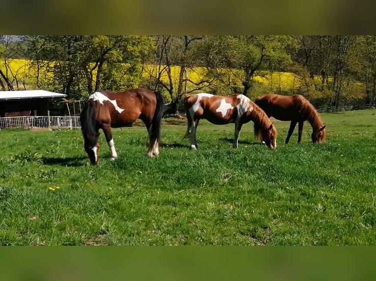 Pinto Ogier 3 lat 163 cm Tobiano wszelkich maści in Berlingerode