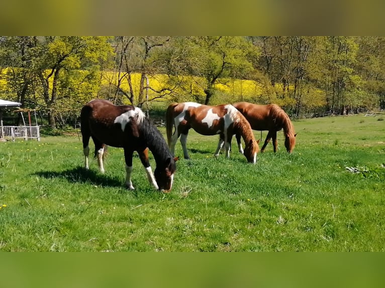 Pinto Ogier 3 lat 163 cm Tobiano wszelkich maści in Berlingerode