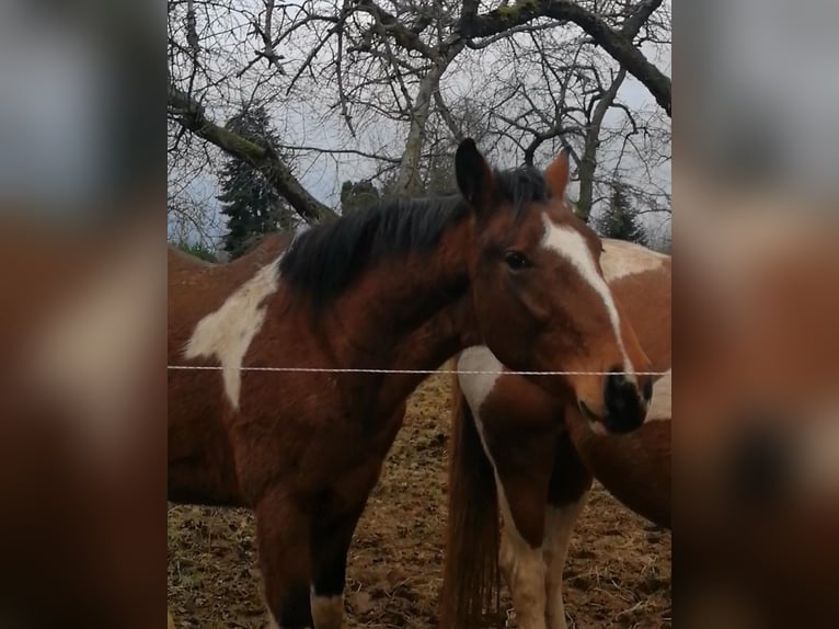 Pinto Ogier 3 lat 163 cm Tobiano wszelkich maści in Berlingerode