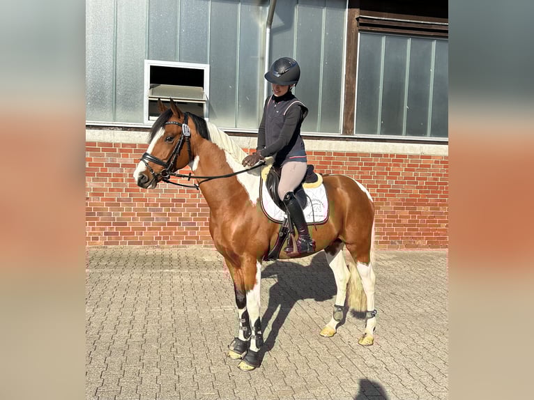 Pinto Ogier 5 lat 147 cm Srokata in Schierensee