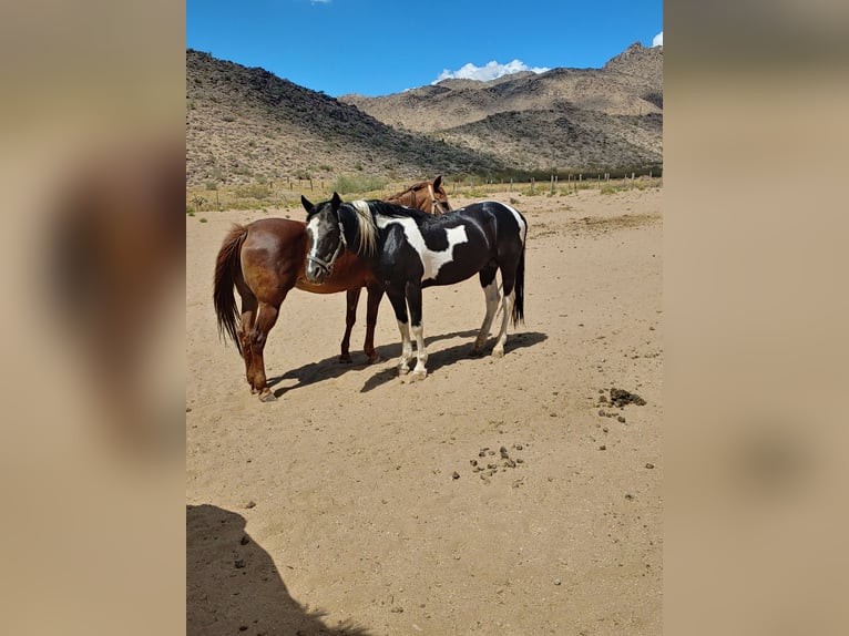 Pinto Ogier 8 lat 152 cm Tobiano wszelkich maści in Golden Valley