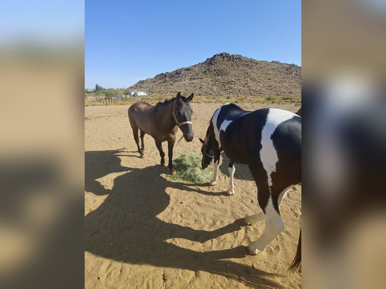 Pinto Ogier 8 lat 152 cm Tobiano wszelkich maści in Golden Valley