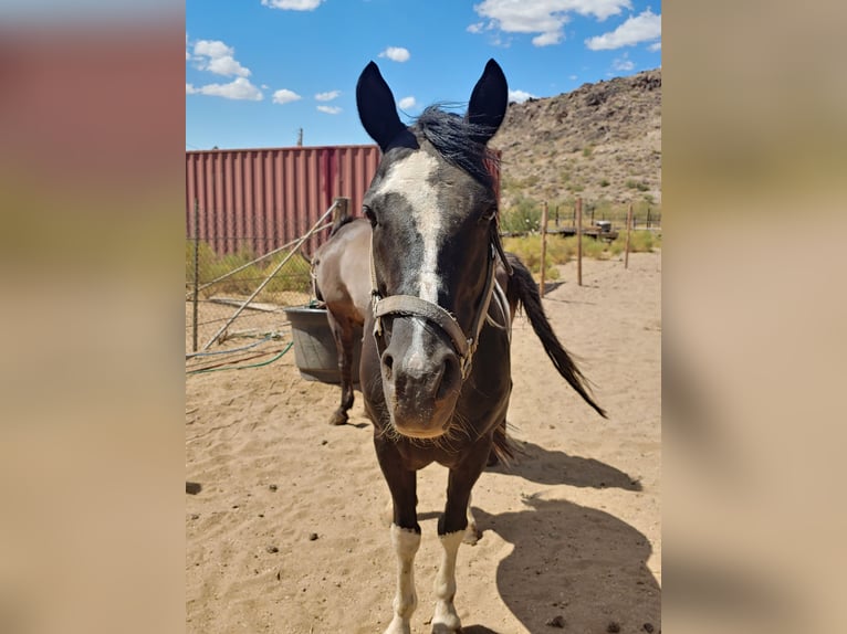 Pinto Ogier 8 lat 152 cm Tobiano wszelkich maści in Golden Valley