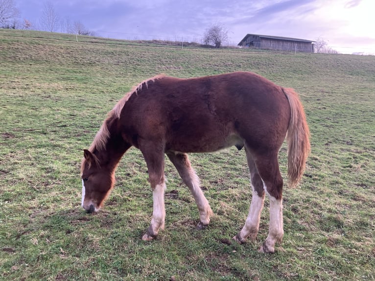 Pinto Ogier Źrebak (04/2024) 130 cm Kasztanowata in Frankenau