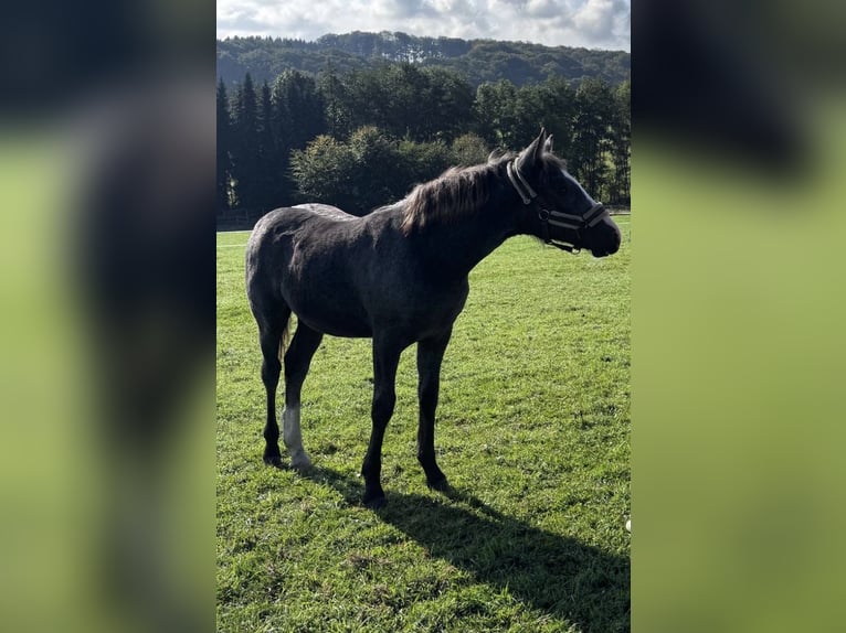 Pinto Mix Ogier Źrebak (04/2025) 150 cm Siwa jabłkowita in Ennepetal