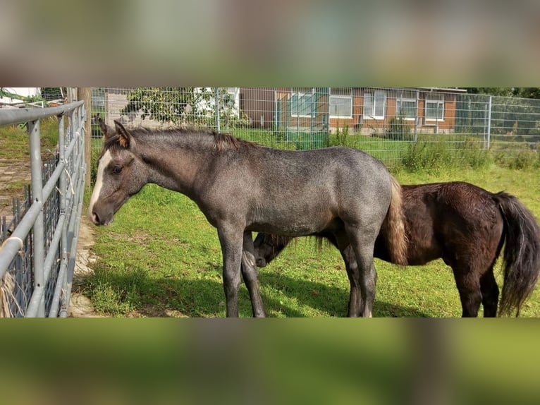 Pinto Mix Ogier Źrebak (04/2025) 150 cm Siwa jabłkowita in Ennepetal