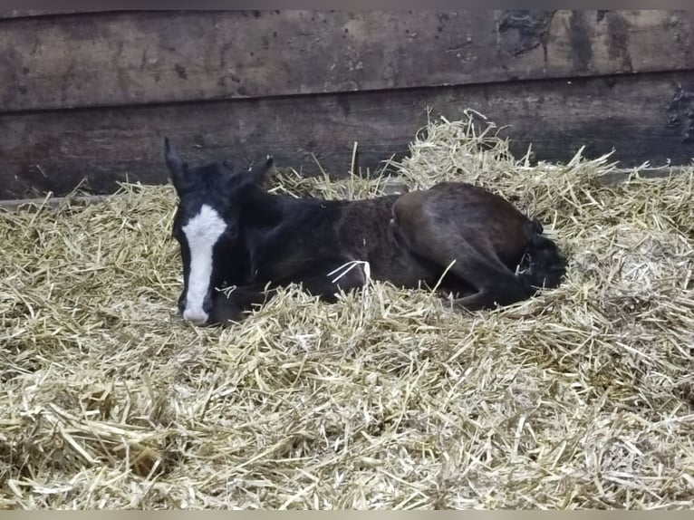 Pinto Mix Ogier Źrebak (04/2025) 150 cm Siwa jabłkowita in Ennepetal