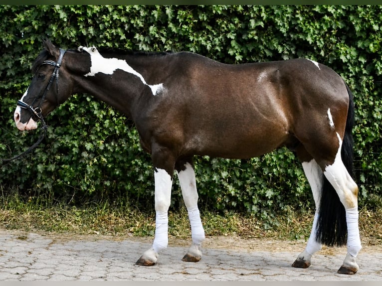Pinto Wałach 12 lat 155 cm Srokata in Würzburg