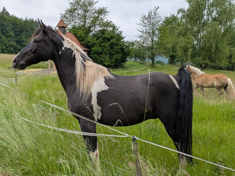 Pinto Wałach 13 lat 155 cm Srokata in Sommerkahl