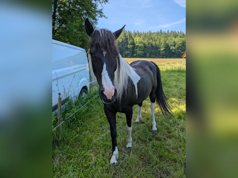Pinto Wałach 13 lat 155 cm Srokata in Sommerkahl