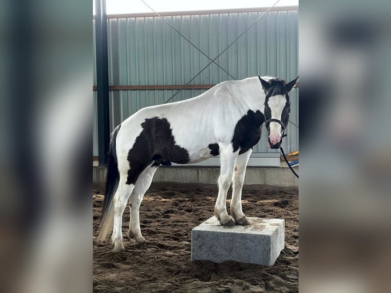 Pinto Mix Wałach 13 lat 158 cm Srokata in Straelen