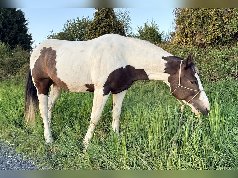 Pinto Mix Wałach 13 lat 158 cm Srokata in Straelen