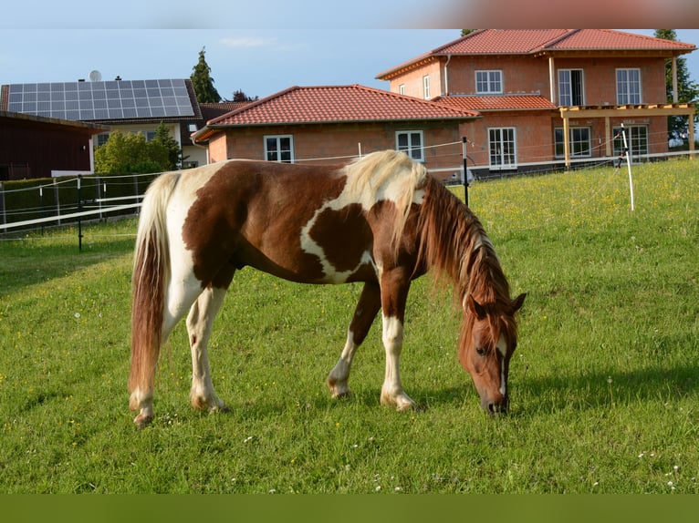 Pinto Mix Wałach 15 lat 140 cm Tobiano wszelkich maści in Eichendorf