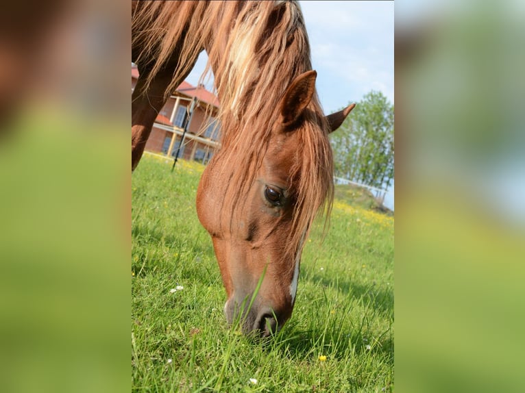 Pinto Mix Wałach 15 lat 140 cm Tobiano wszelkich maści in Eichendorf