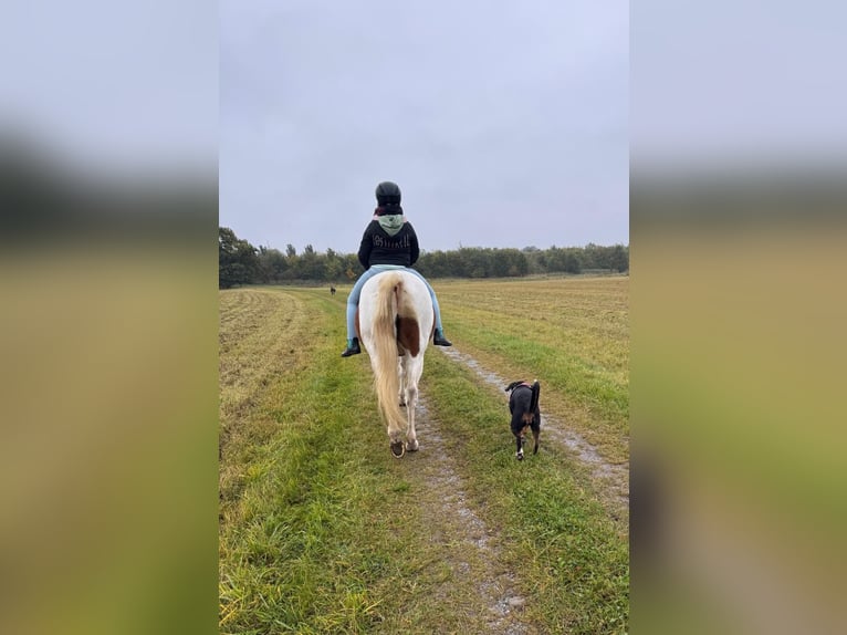 Pinto Wałach 15 lat 150 cm in Bad Gottleuba-Berggießhübel