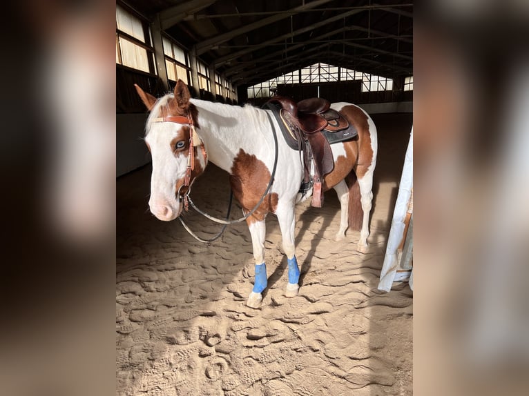 Pinto Mix Wałach 15 lat 150 cm  in Balingen