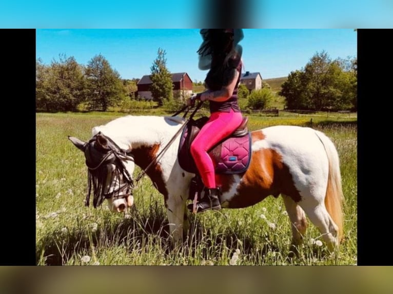 Pinto Wałach 15 lat 150 cm Srokata in Bad Gottleuba-Berggießhübel