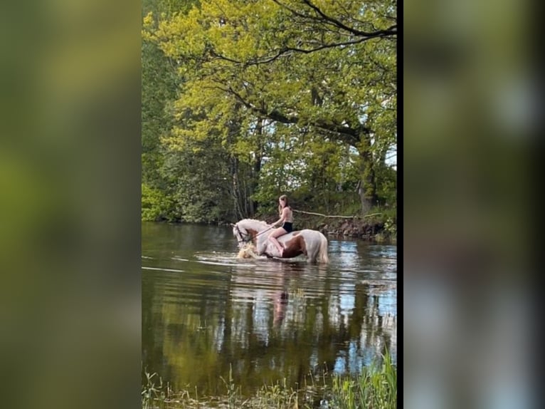 Pinto Wałach 15 lat 150 cm Srokata in Bad Gottleuba-Berggießhübel