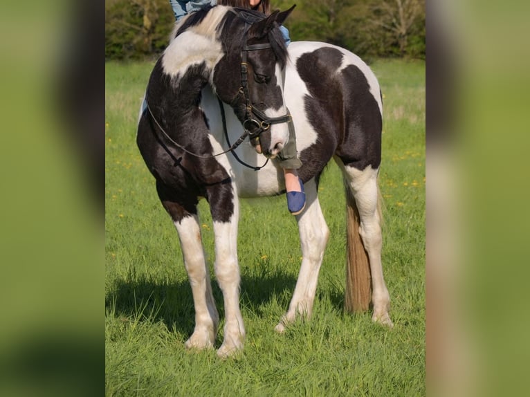 Pinto Mix Wałach 15 lat 158 cm Srokata in Berlin