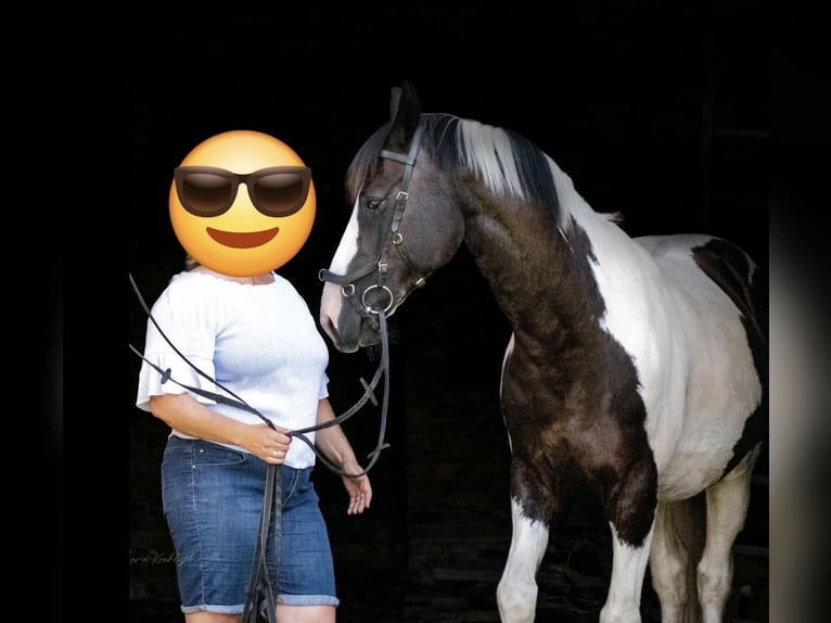 Pinto Mix Wałach 15 lat 158 cm Srokata in Berlin