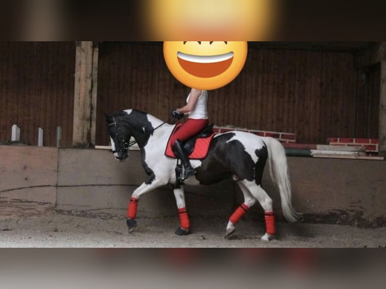 Pinto Mix Wałach 15 lat 158 cm Srokata in Berlin