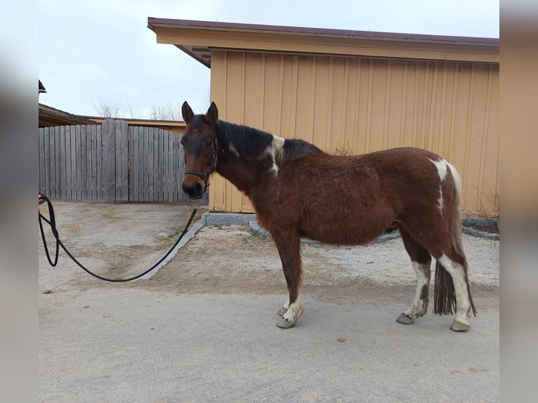 Pinto Mix Wałach 19 lat 163 cm Srokata in Pfullendorf