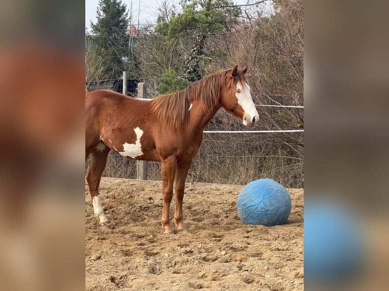 Pinto Wałach 2 lat 155 cm Srokata in Aschersleben