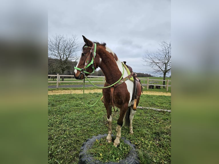 Pinto Wałach 3 lat 143 cm Srokata in Linkenbach
