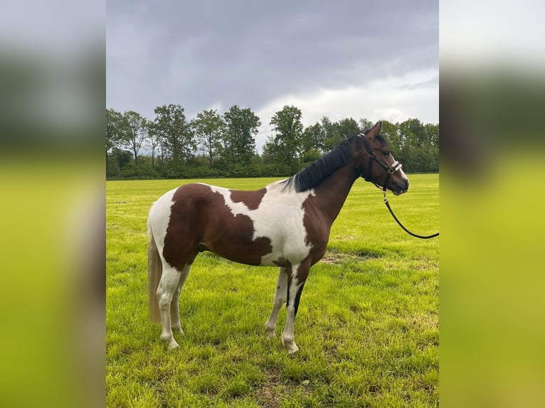 Pinto Mix Wałach 3 lat 144 cm Srokata in Isterberg