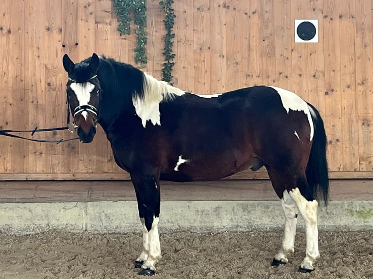 Pinto Mix Wałach 3 lat 146 cm Srokata in Riedlingen