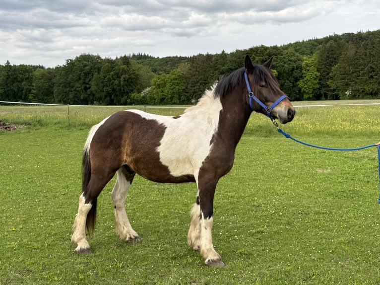 Pinto Wałach 3 lat 146 cm Tobiano wszelkich maści in Fuchstal